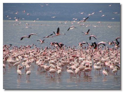 KE 108 - Lake Nakuru Flamingos